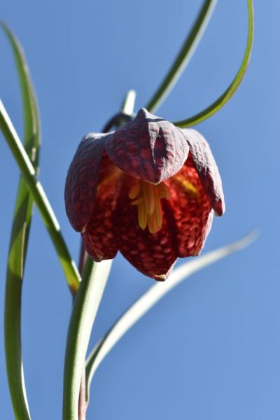 Завдяки карантину на Прикарпатті зацвіла рідкісна червонокнижна рослина: фото