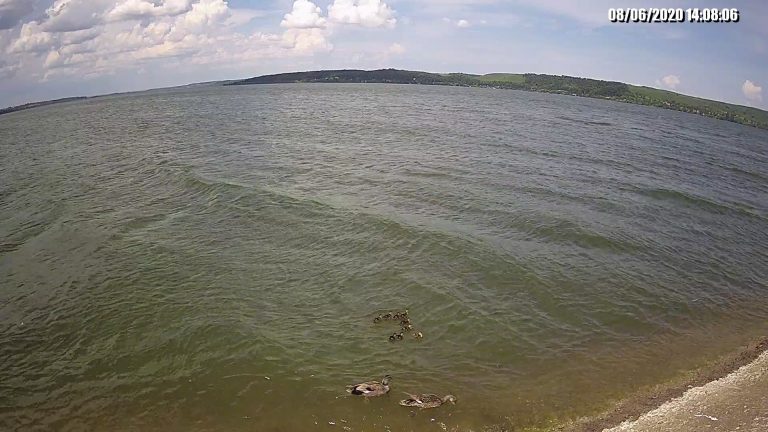 Сюрприз на Бурштинському водосховищі: поселилися рідкісні качки (ФОТО) 10 103178517 157482439158574 8018912192777418735 o