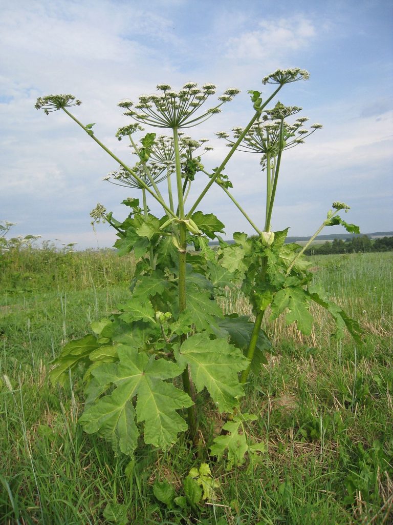 1200px Borshhevyk Sosnovskogo
