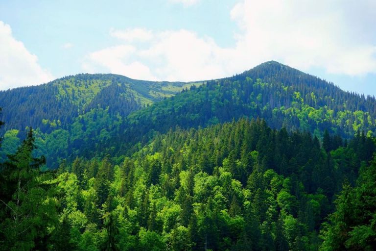 У Карпатському регіоні відтворили понад 6,6 тис. гектарів лісу 7 21032701 496771427343072 6253748202753457683 n