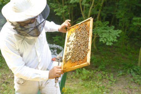depositphotos 78158078 stock photo beekeeper controlling beeyard and bees