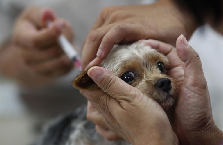 На Снятинщині вакцинуватимуть тварин 6 dog
