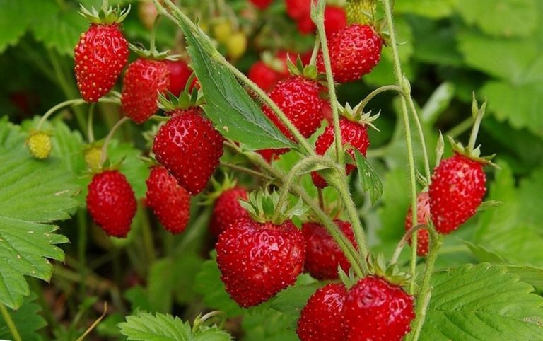 12 червня: Чим примітний новий день 1 sunycya