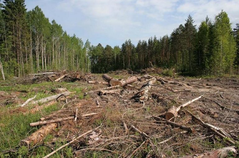 Понад 1 млн 200 тис грн збитків внаслідок вирубки лісу: на Прикарпатті оголосили підозру депутату 3 ya 22662