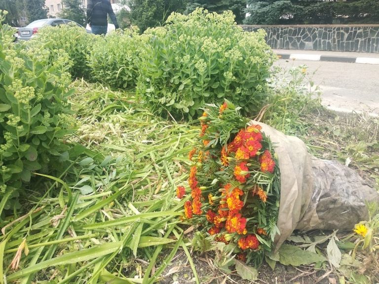 У Тлумачі з’явилися клумби, створені юними читачами бібліотеки (ФОТО) 2 072cfe71d203d2e0bd373dba7a5dbef2