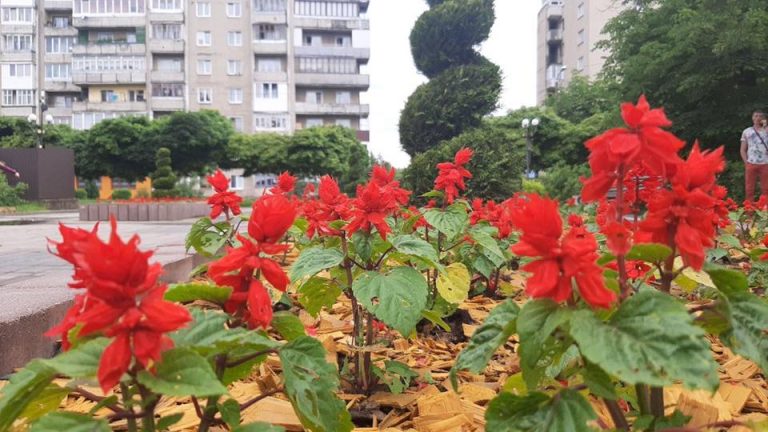 У Долині про екватор літа сповіщають квіти 10 106065985 2958226254231608 8191798653868489732 n