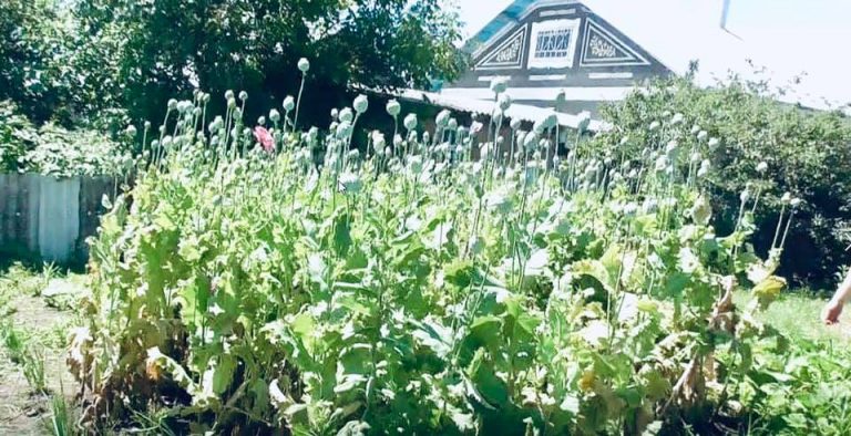Мешканку Городенківщини зловили на вирощуванні маку (ФОТО) 9 107336189 4404373102936629 3027389863443985623 n