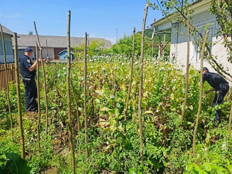 У трьох господинь з Городенківського та Рогатинського районів не буде пляцків з маком 10 108840405 4456185927755346 7908025098446668446 n 1