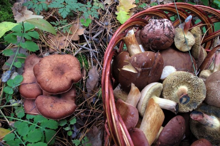 На Городенківщині чоловік отруївся грибами 10 1485362303 1037