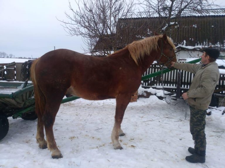 У Косові засудили чоловіка, який викрав коня, бо… хотів під’їхати додому 7 5c1e2271ec5d6