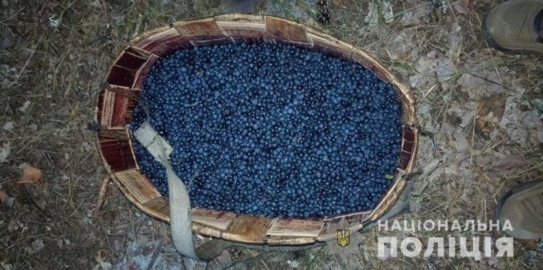 300 кг радіоактивних ягід вилучили у людей в зоні ЧАЕС 12 e481438b54a908fb14d294149c9175b81595516832