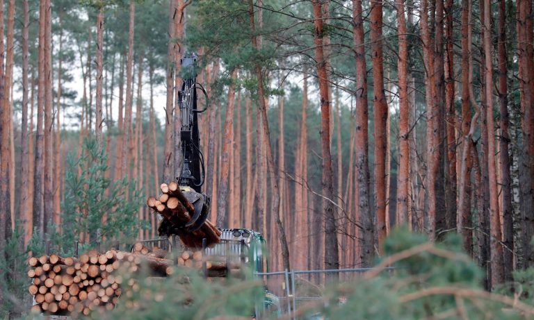 На Прикарпатті чоловіка засудили за вирубку лісу 2 4694