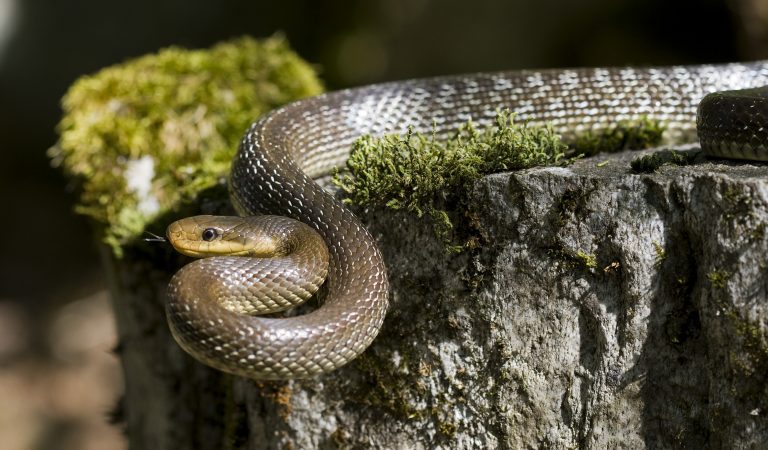 У Франківську з дерева знімали змію 11 Zamenis longissimus
