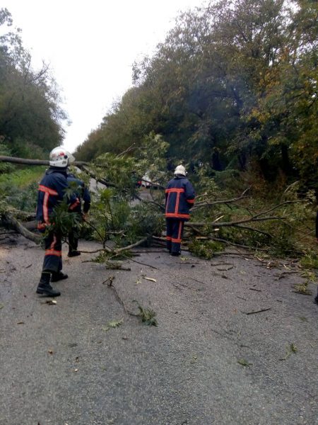 На Рогатинщині впало дерево