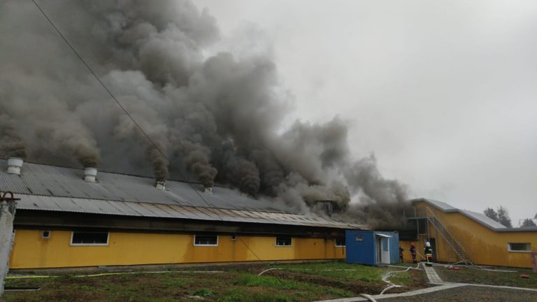 Пожежа на свинокомплексі у Тустані. Ситуація не така трагічна, як пишуть 1 пожежа на свинокомплексі