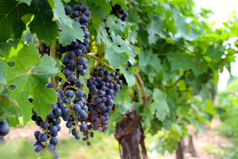 В Україні запровадили свято виноградаря і винороба 12 vinograd 1024x683 1