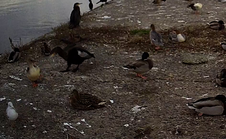 На Бурштинському водосховищі відпочивала рідкісна качка (ФОТО) 2 121668621 194239898816161 4460600001164111534 n