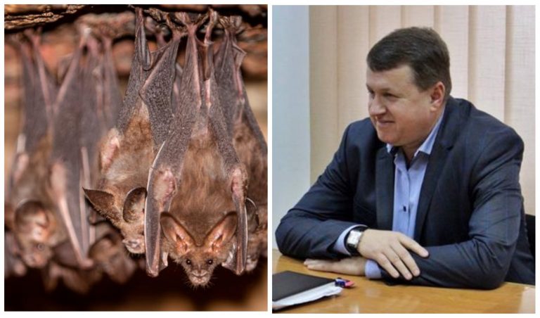 У Франківську кажани прилетіли "на прийом" до освітян 5 MyCollages 1 3