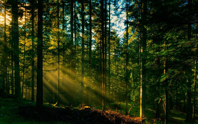 На Калущині в лісі з собаками шукають переселенця з Маріуполя