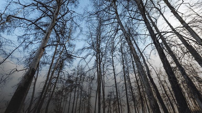 Пішла в ліс і не повернулася: на Рожнятівщині шукали зниклу жінку 8 105790924 105637902 red forest 976 nc 1