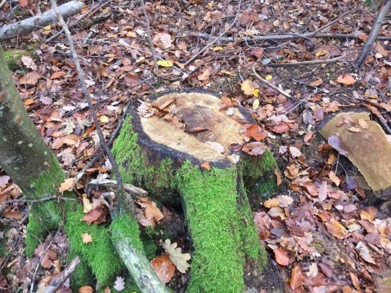 На Прикарпатті виявили незаконну вирубку лісу на 230 тисяч гривень 12 123961848 192483198988883 7996014184727054593 o