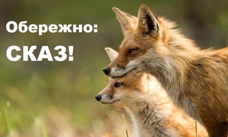 На Богородчанщині та Тлумаччині - виявили випадки сказу 5 128064617 1514084885427115 4191171805293184192 n