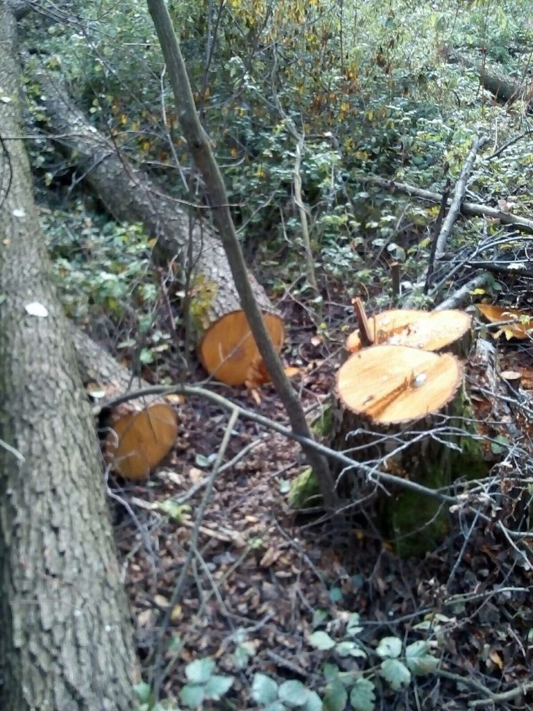 На Долинщині незаконно зрубали дуб і граб майже на 100 тисяч (ФОТО) 2 131895459 215475313356338 7252494802852550847 o