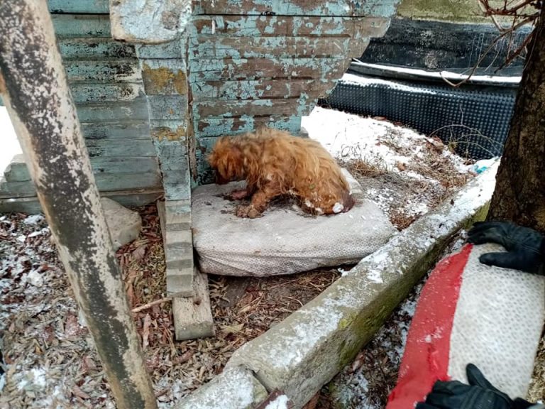 У Косові собака примерзла до льоду: допомогли рятувальники (ФОТО) 1 137309699 3595930490526760 406504369002359743 n