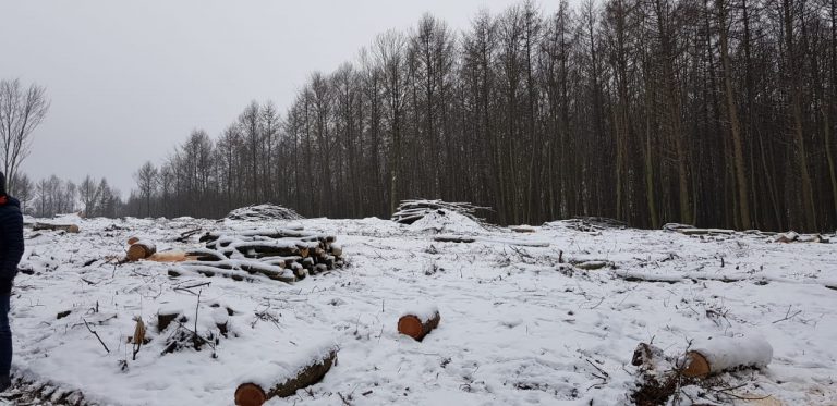 На Тернопільщині незаконно вирубали дерева: на 880 тисяч (ФОТО) 10 4632
