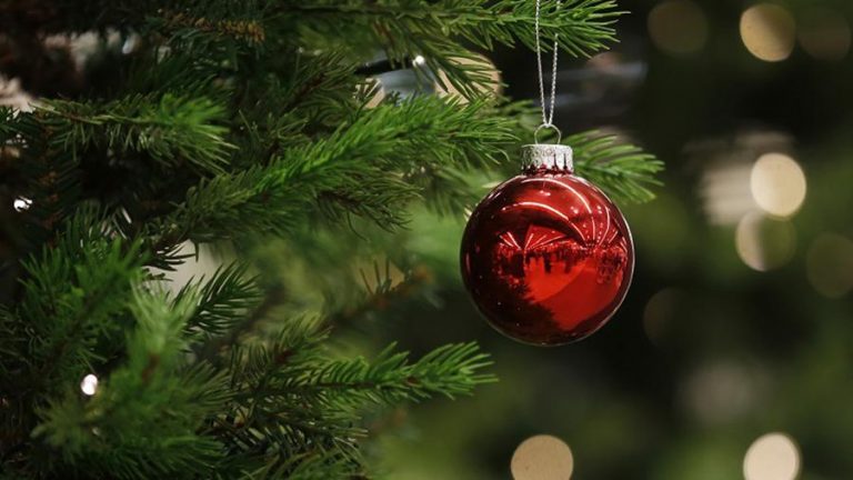 На Івано-Франківщині лісівники до свят продали понад 3 тисячі дерев 4 На Івано-Франківщині лісівники до свят продали понад 3 тисячі дерев