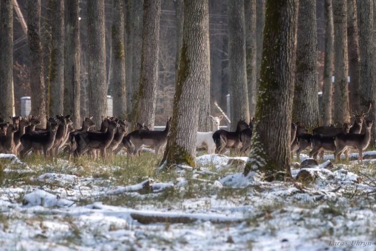 На Закарпатті зняли білу рідкісну лань (ФОТО) 5 На Закарпатті зняли білу рідкісну лань (ФОТО)