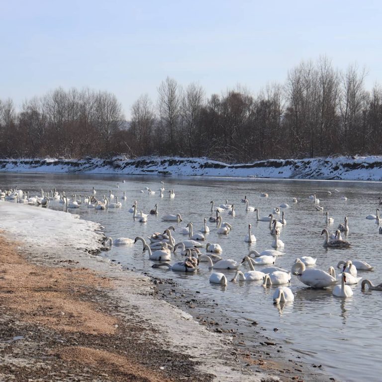 В Чернівецькій області поблизу водойми поселилися 200 лебедів (ФОТО) 1 В Чернівецькій області поблизу водойми поселилися 200 лебедів (ФОТО)