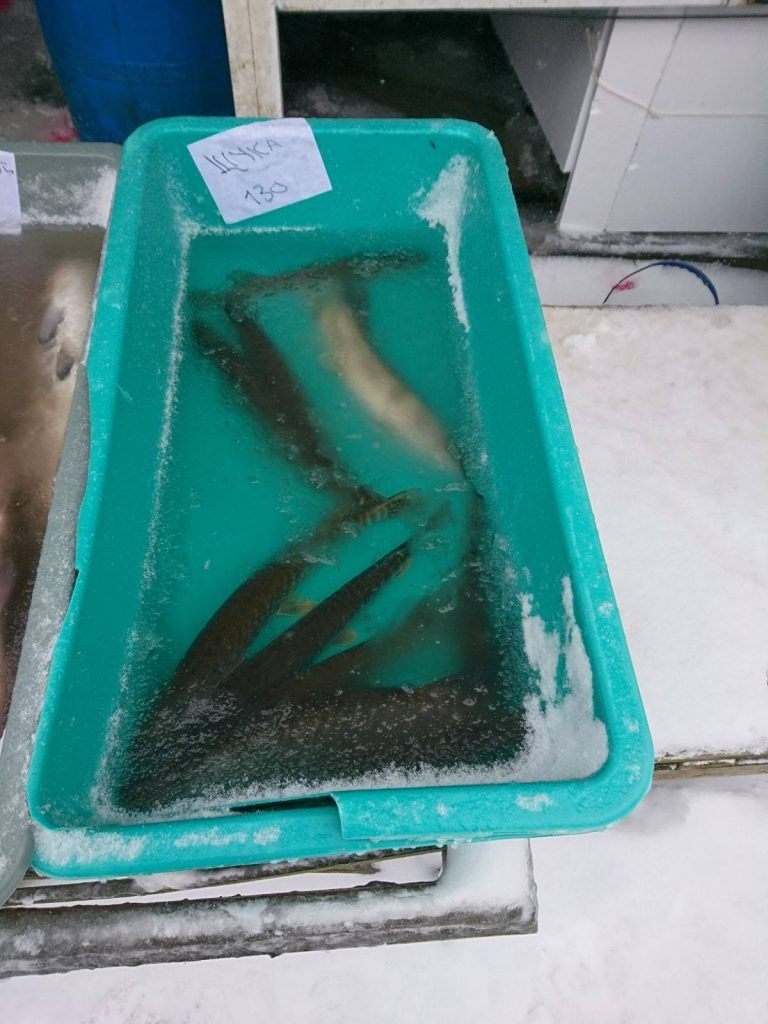 У Калуші здійснили рейд: виявили "незаконну" рибу (ФОТО) 10 У Калуші здійснили рейд: виявили "незаконну" рибу (ФОТО)