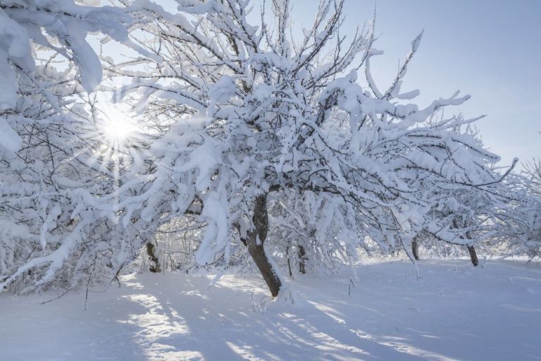 Якою буде погода 15 січня в Івано-Франківську та області 12 407537 1