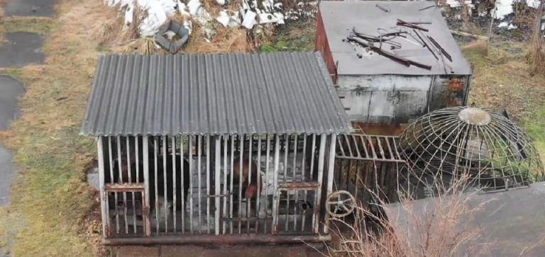 На Косівщині знущаються над трьома червонокнижними ведмедями