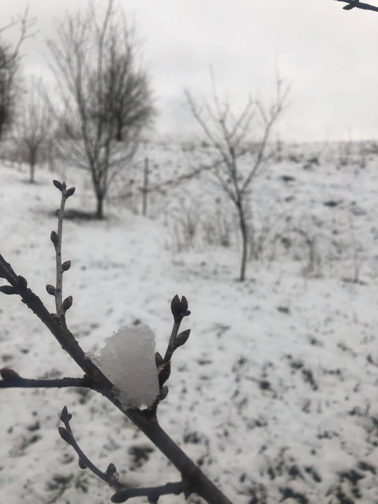 На Франківщині випав сніг в кінці березня (ФОТО, ВІДЕО) 7 На Франківщині випав сніг в кінці березня (ФОТО, ВІДЕО)