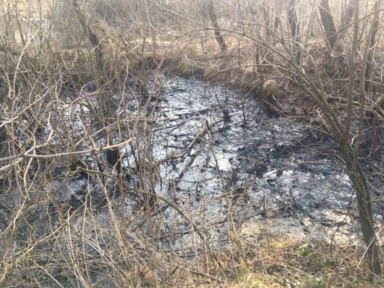 На Калущині сталася аварія на свинокомплексі: гноївка витекла на поля (ФОТО)