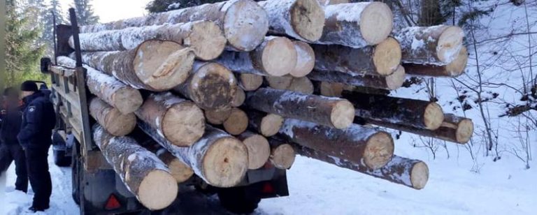 Жителі Івано-Франківщини крали соснові колоди на Житомирщині