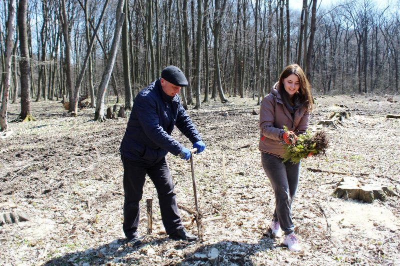 У Тисменицькій громаді посадили три тисячі дерев (ФОТО)