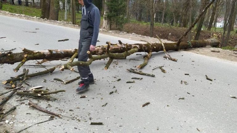 На Надвірнянщині на школярку впало дерево 11 7049e87df692ce92