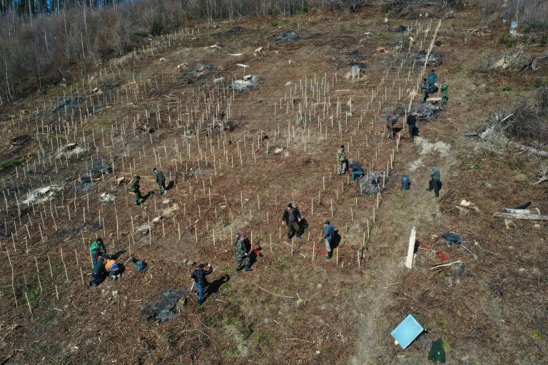 Лісівники Делятинського лісгоспу виклали герб України із саджанців (ФОТО) 2 d2