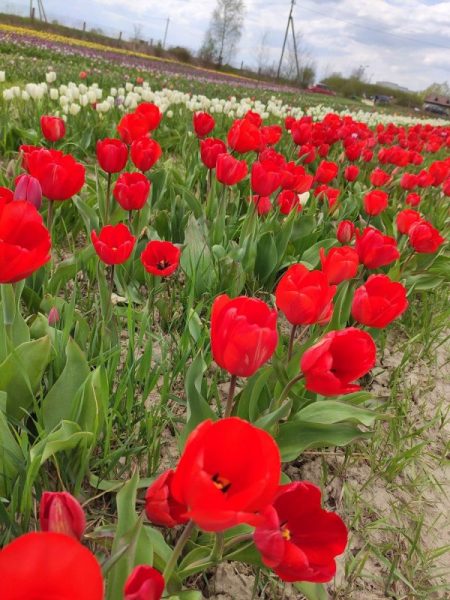 У Чукалівці на Франківщині розквітло понад 2 мільйони тюльпанів