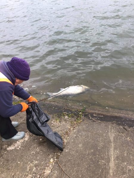 В Івано-Франківську на озері масово гине риба