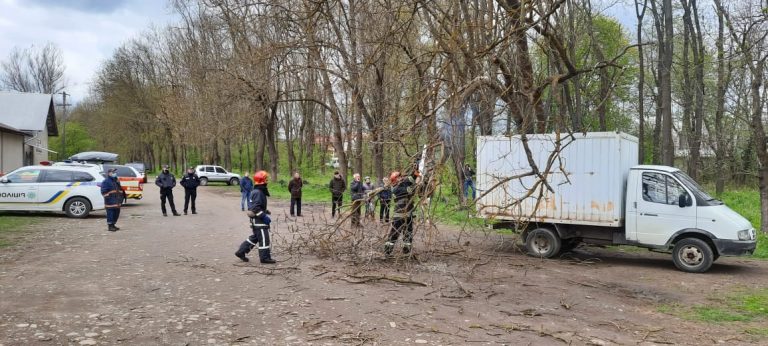Сильний вітер: у Коломиї на території ринку впало дерево (ФОТО)