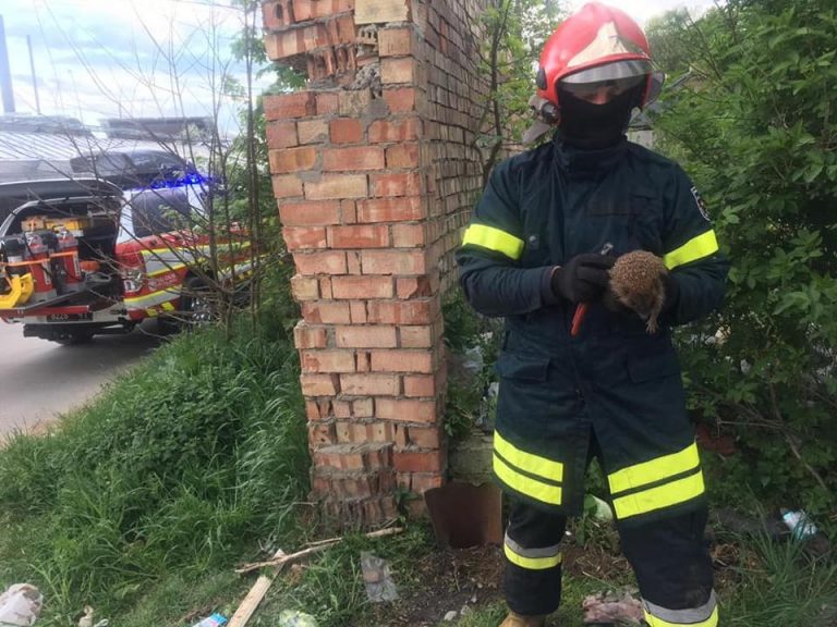 У Коломиї на м'ясокомбінаті врятували... їжака (ФОТО) 4 У Коломиї на м'ясокомбінаті врятували... їжака (ФОТО)