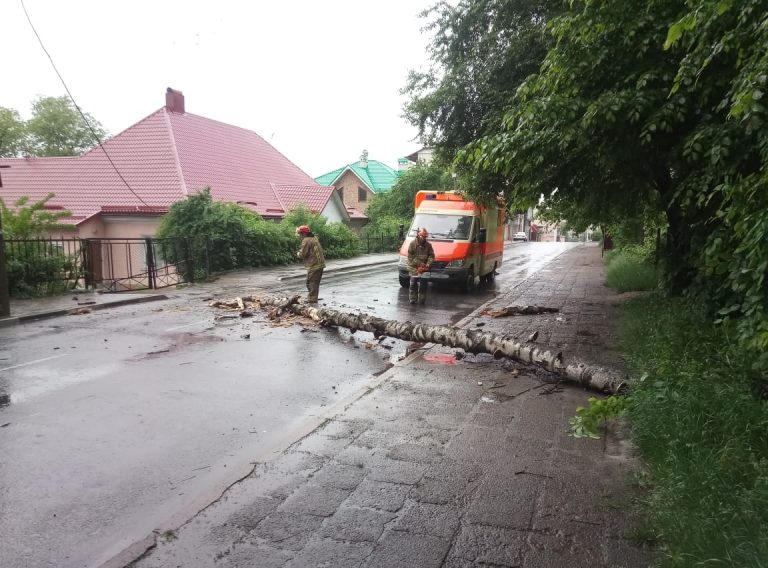 У Калуші повалене вітром дерево перекрило рух автотранспорту (ФОТОФАКТ) 4 193008402 3980444218742050 1051847840056826076 n