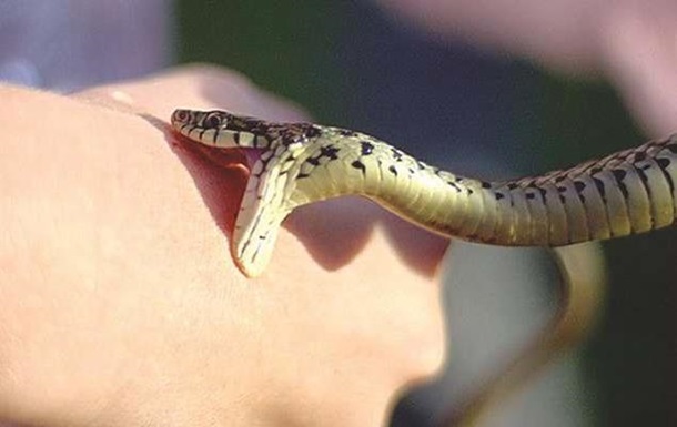 На Калущині 11-річного хлопчика вкусила змія