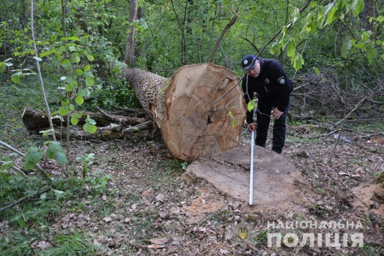 На Львівщині чоловіка спіймали на крадіжці дубів (ФОТО)