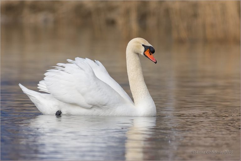 На Бурштинське водосховище випустили трьох лебедів, які перебували на реабілітації (ВІДЕО) 4 lebedy2