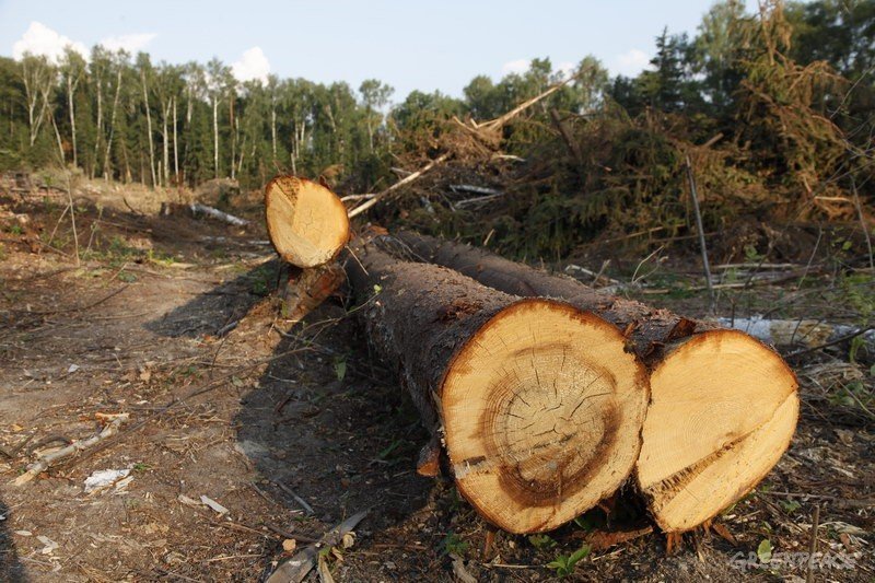 На Прикарпатті в.о директора лісгоспу з підлеглими незаконно вирубали лісу на мільйон гривень